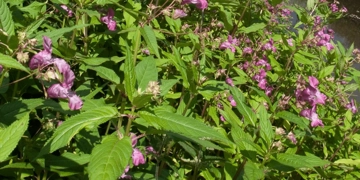 Him Balsam Opt