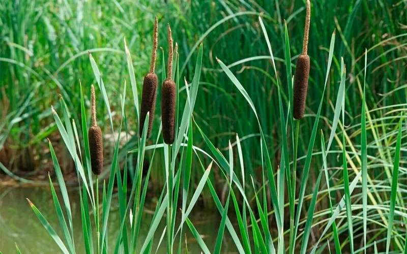 Typha Crop
