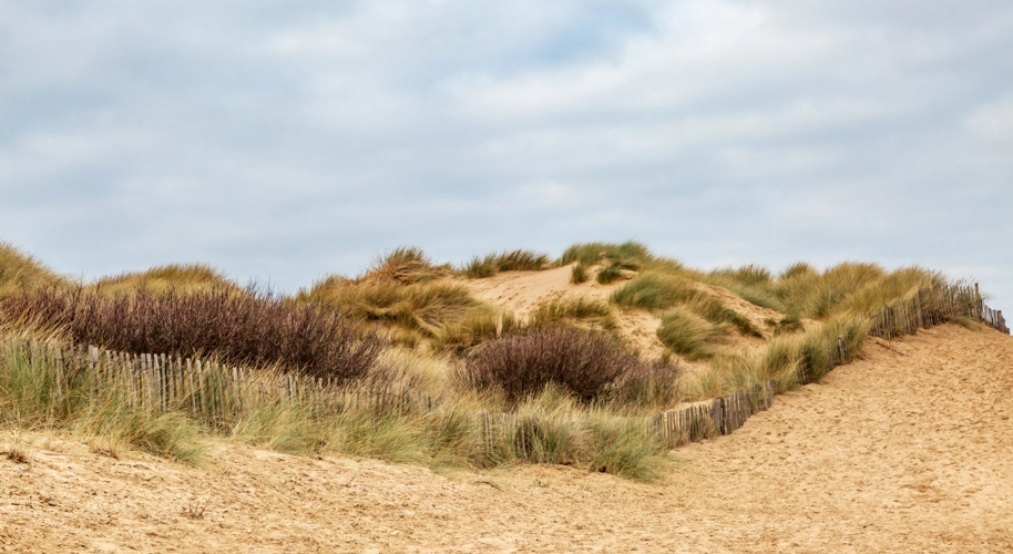 Sand Dune Management