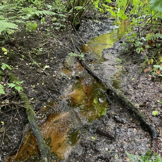 Restoring Valley Brook