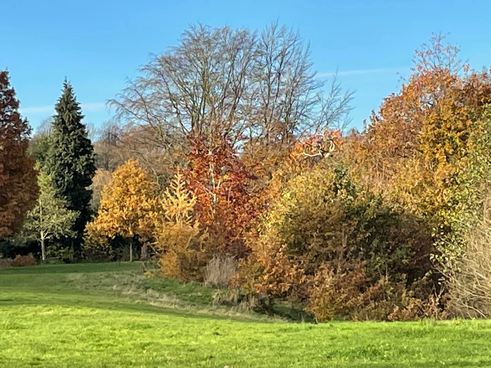 Carrs Park Wetland