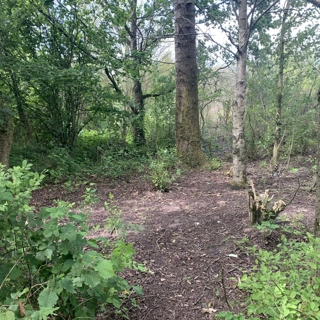 Wildflower Meadow creation