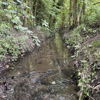 Restoring Valley Brook