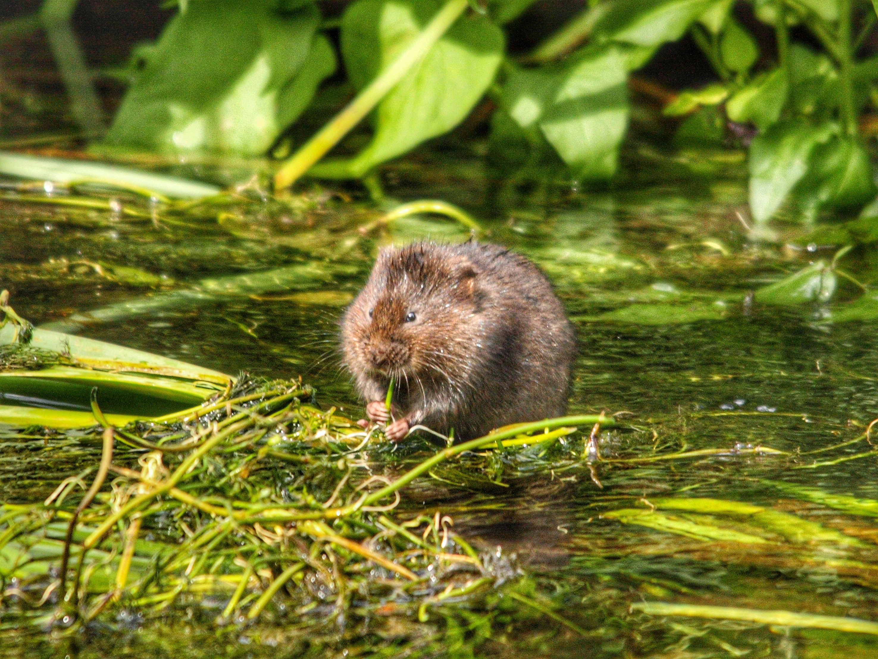 Water Vole