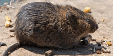 <h4><strong>Water Vole Surveys</strong></h4>