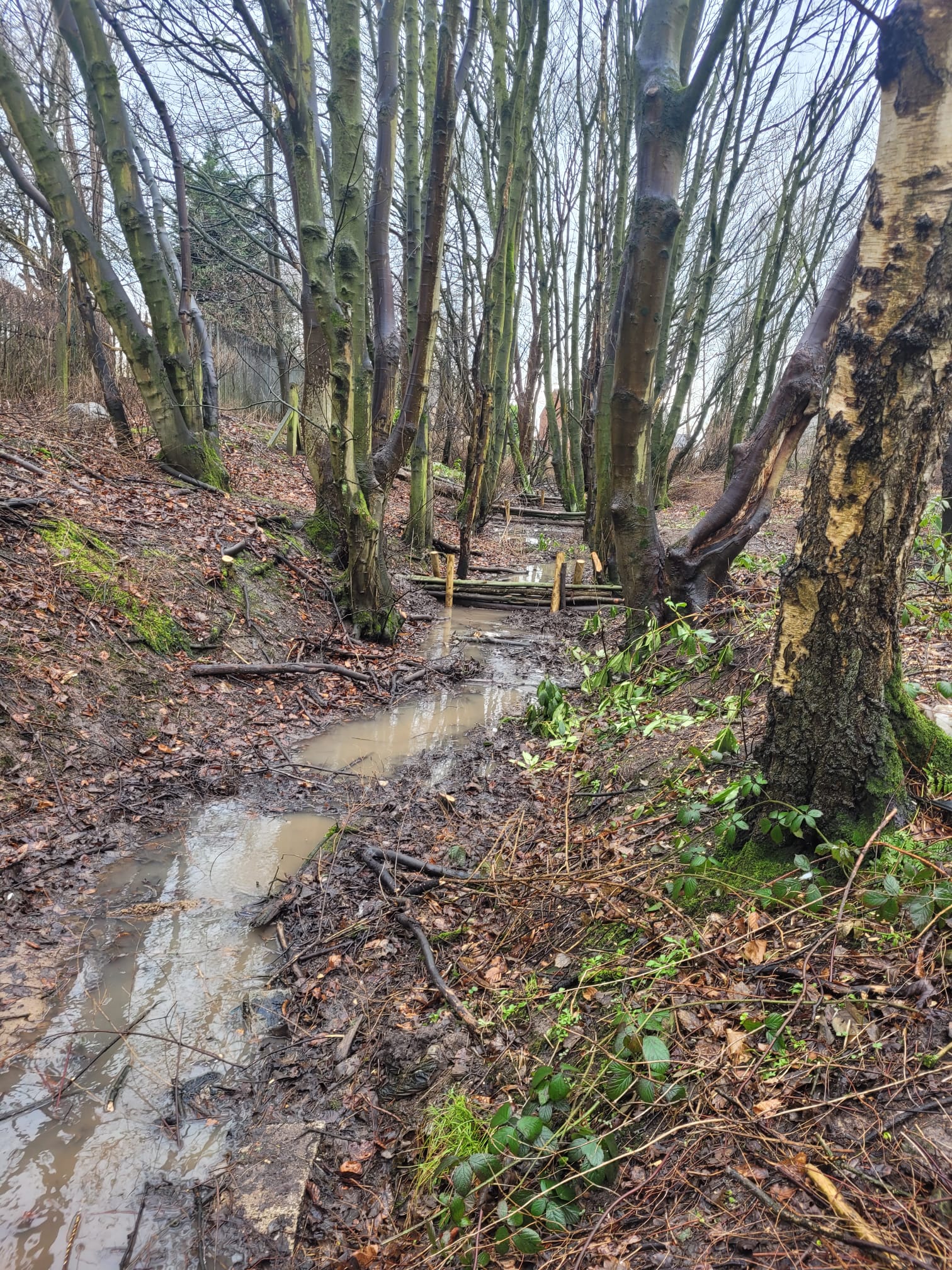 Oak Plantation leaky dams