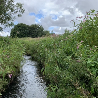 Wildflower Meadow creation