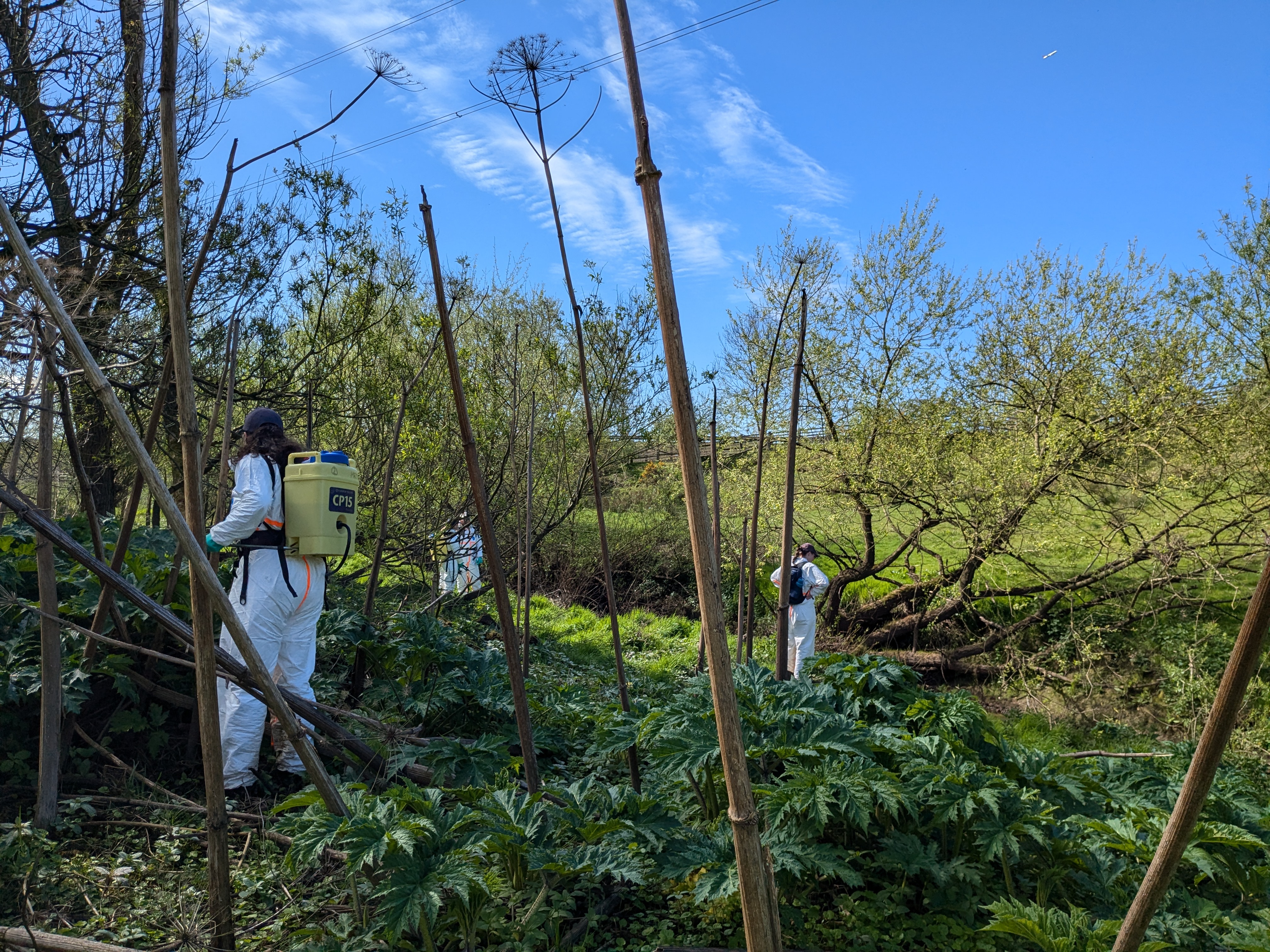 Invasive non-native species