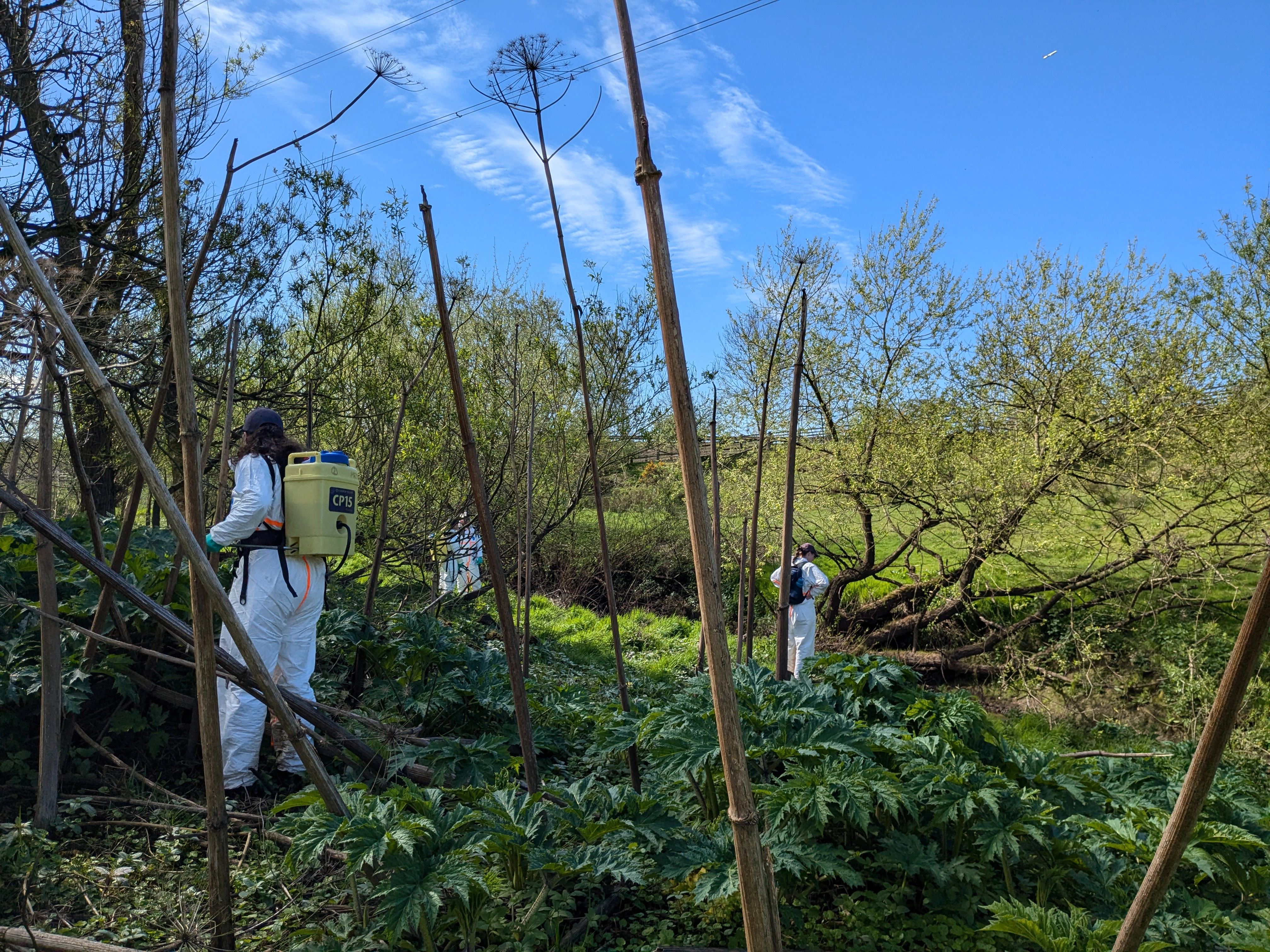 Invasive non-native species