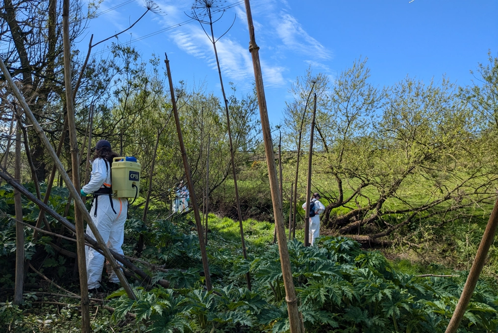 Invasive non-native species