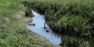 <h3><strong>Re-naturalising Rivers</strong></h3>