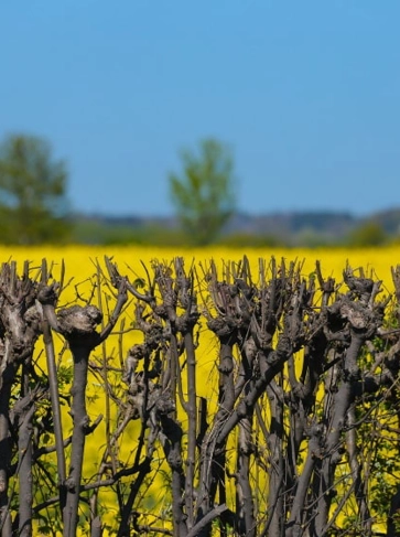 <h3 style="text-align: center;"><strong>Hedge planting</strong></h3>