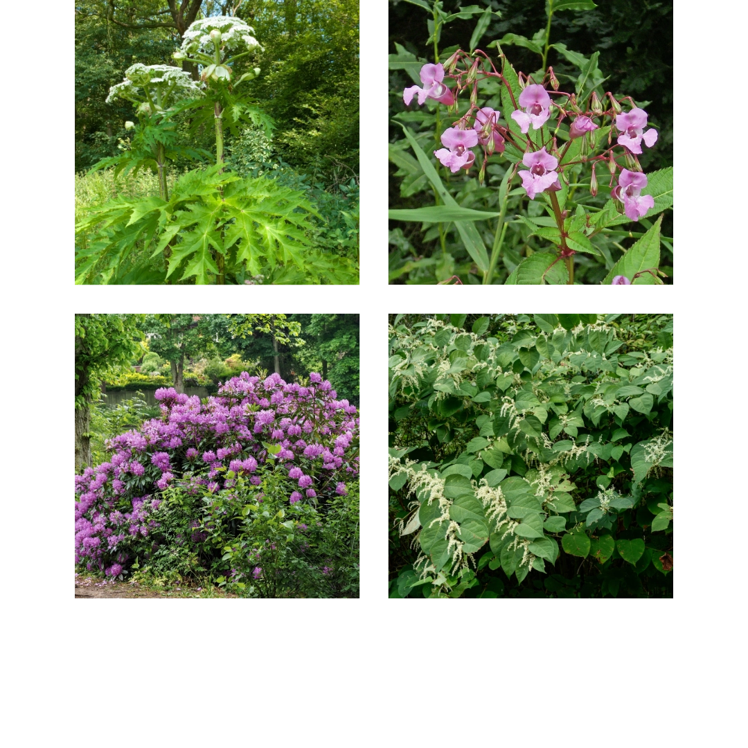 Invasive non-native species