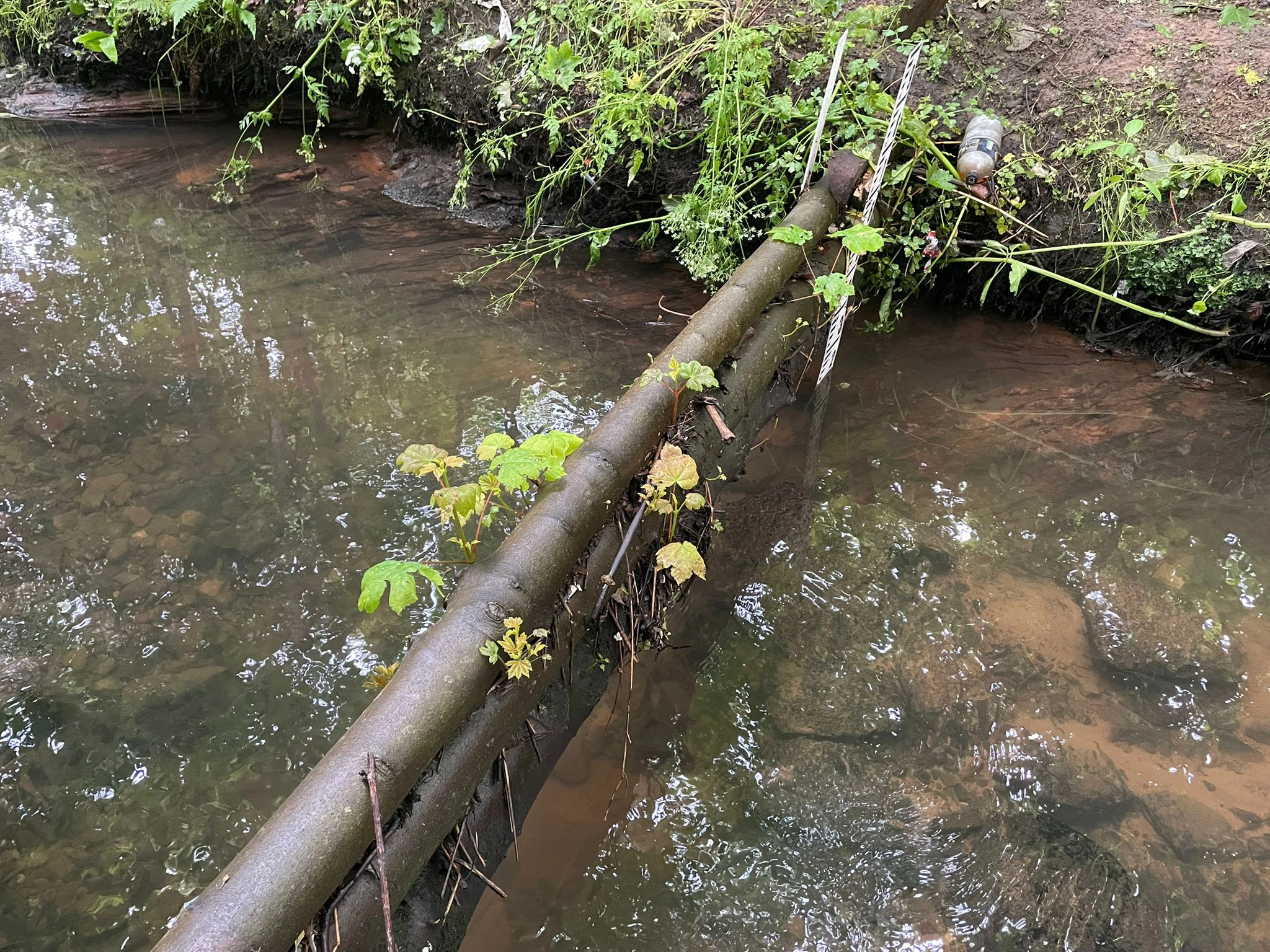 Willowbed Plantation leaky dam live