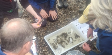 <h4><strong>Urban Riverfly</strong></h4>