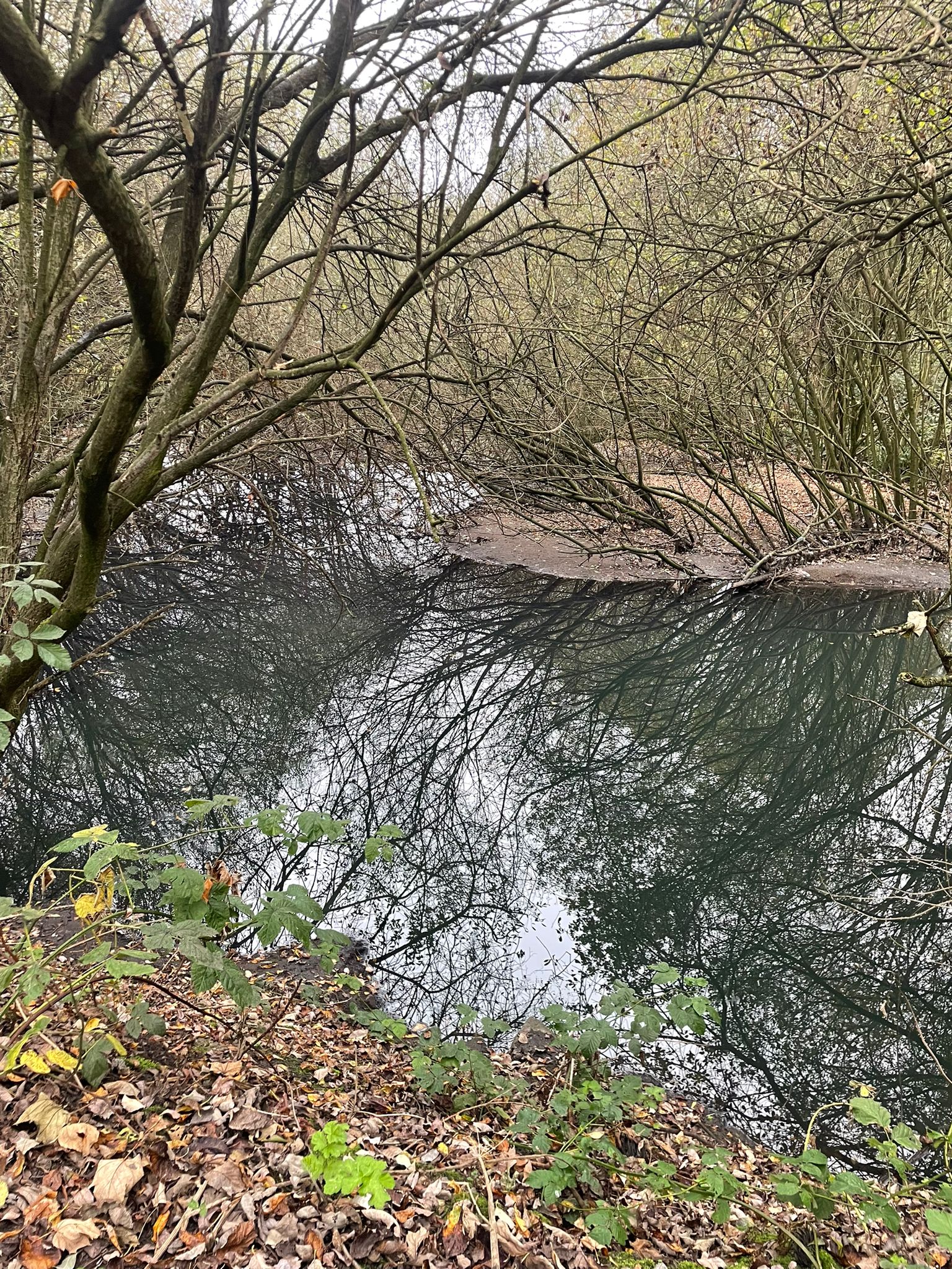 Tue Brook wetland