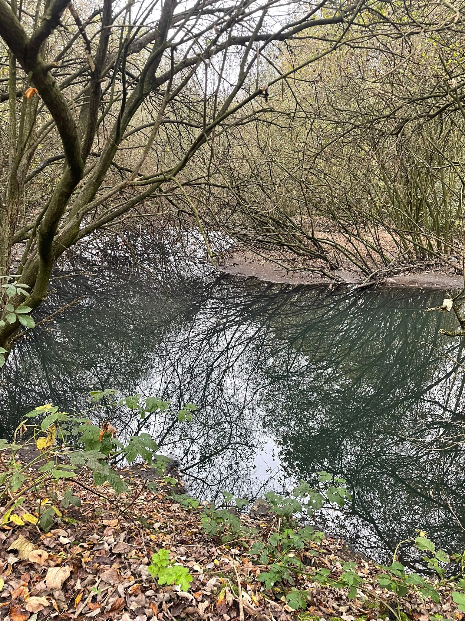 Tue Brook wetland