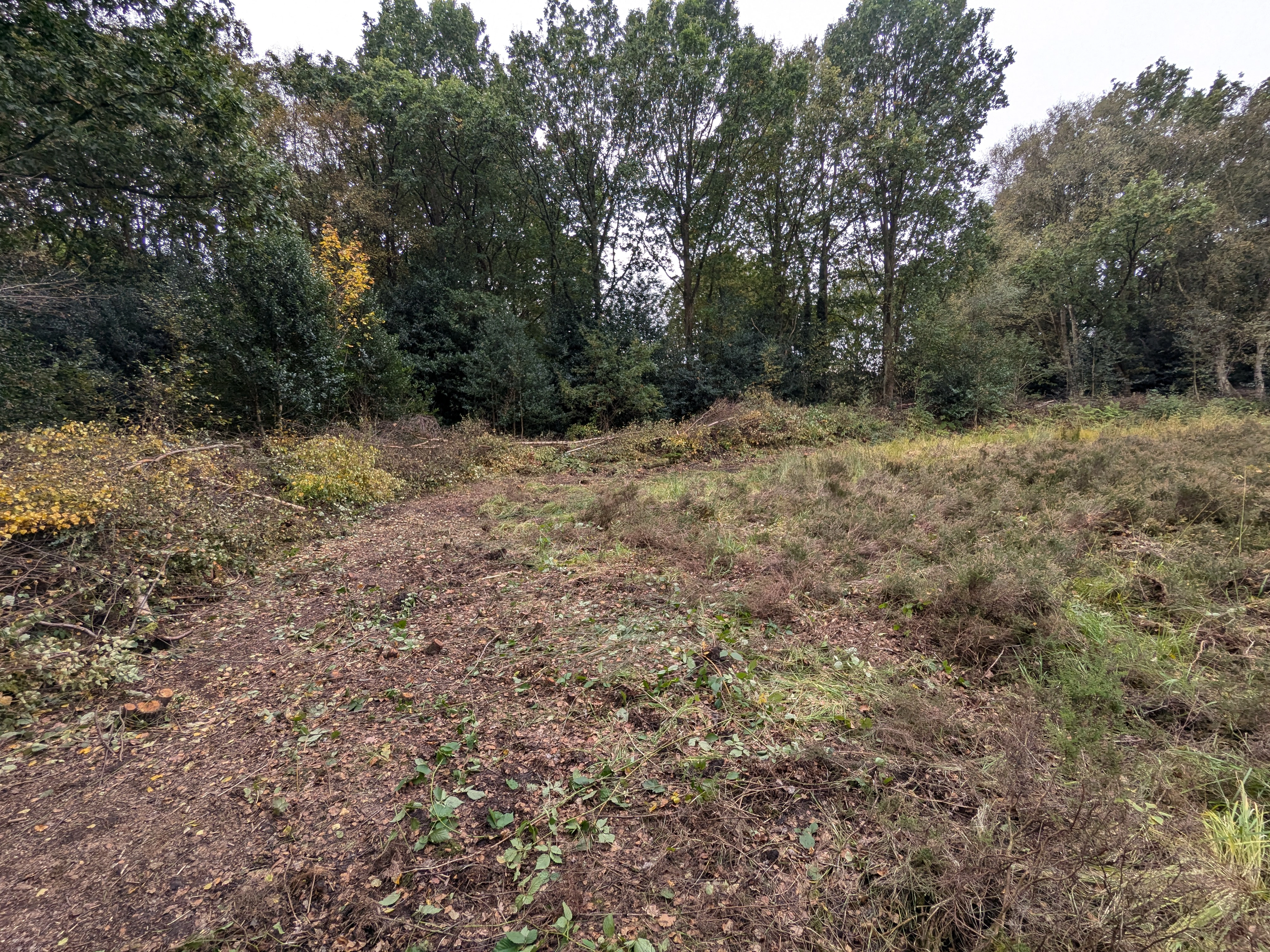  Lindow Common