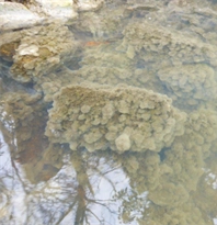 Outfall pollution
