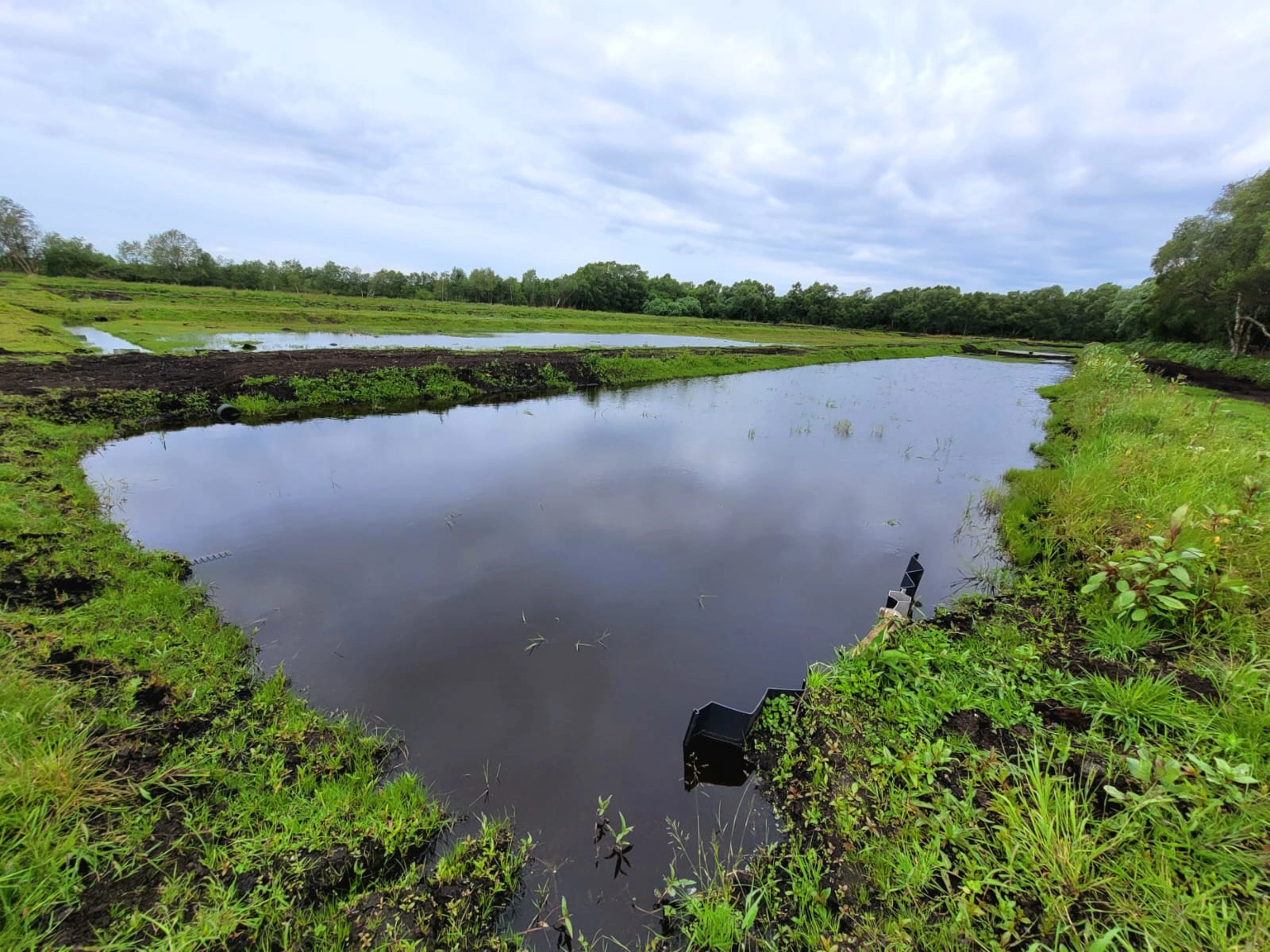 Paludiculture Trial, Irlam