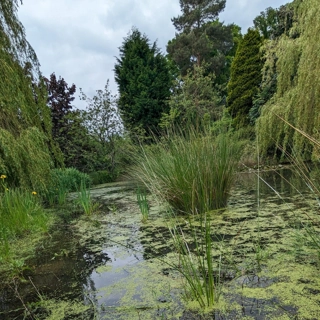 Restoring Valley Brook