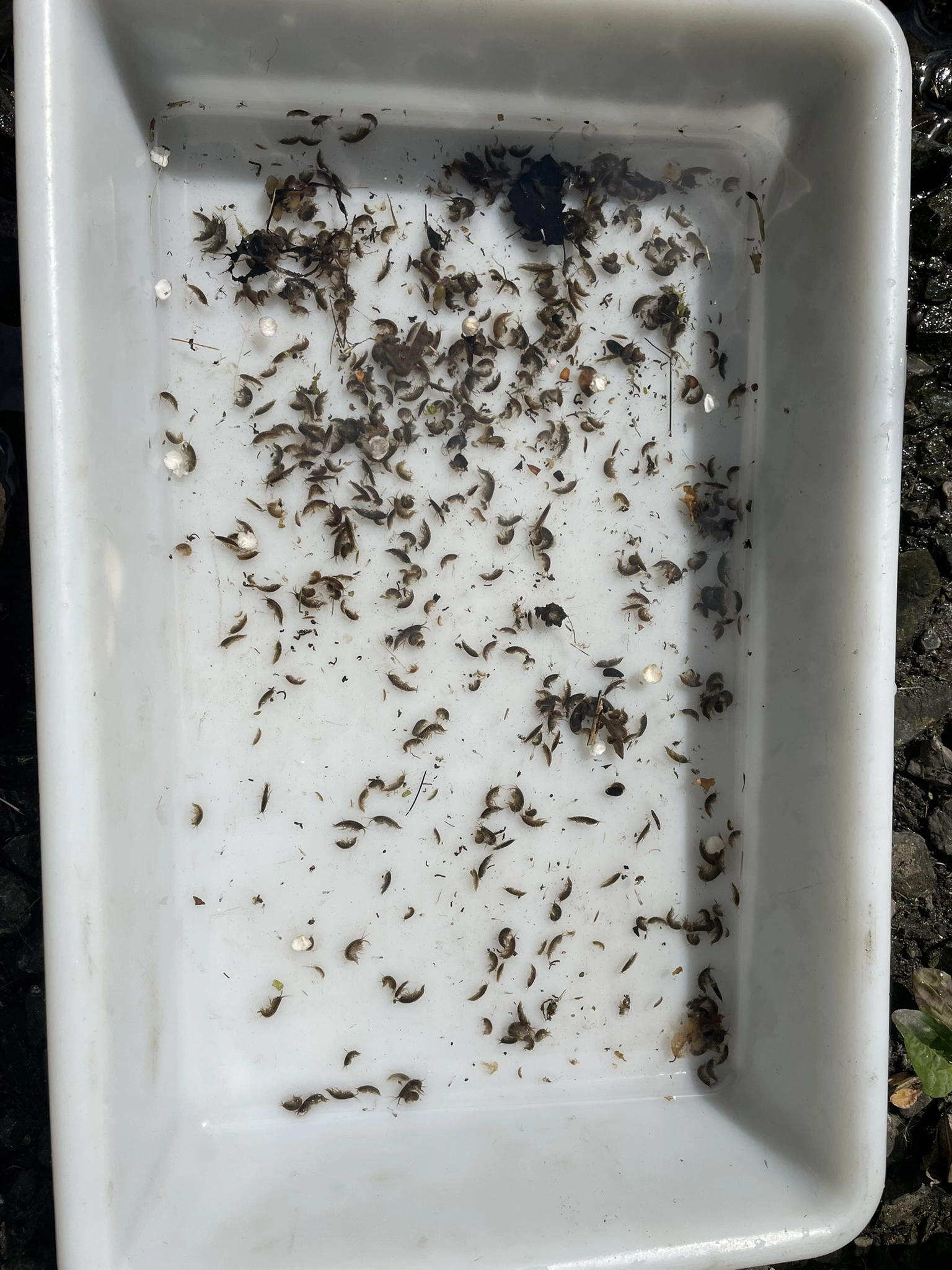 River invertebrates