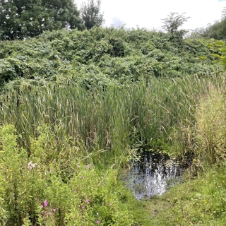 Wildflower Meadow creation