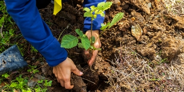 Tree Planting