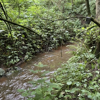 Restoring Valley Brook