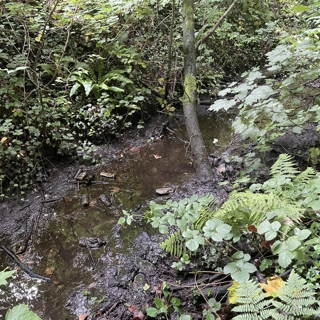 Restoring Valley Brook