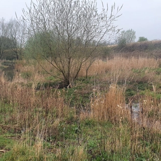 Wildflower Meadow creation