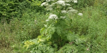 <h4><strong>Species Control</strong></h4>