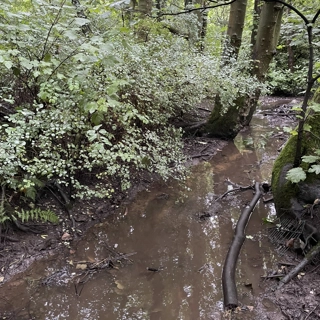 Restoring Valley Brook