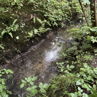 Restoring Valley Brook