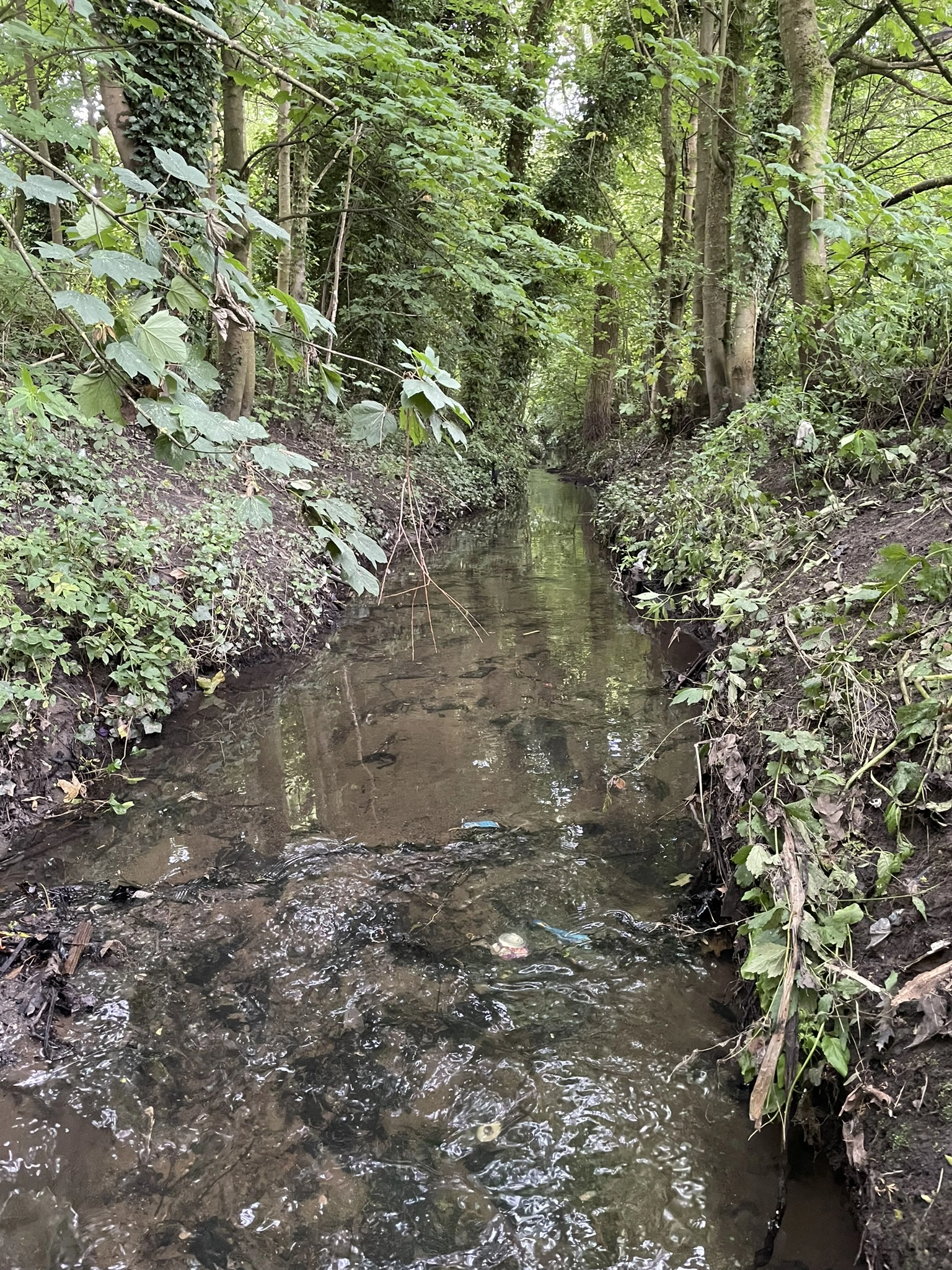Hall Brook
