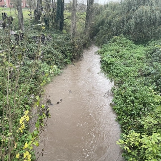 Restoring Valley Brook