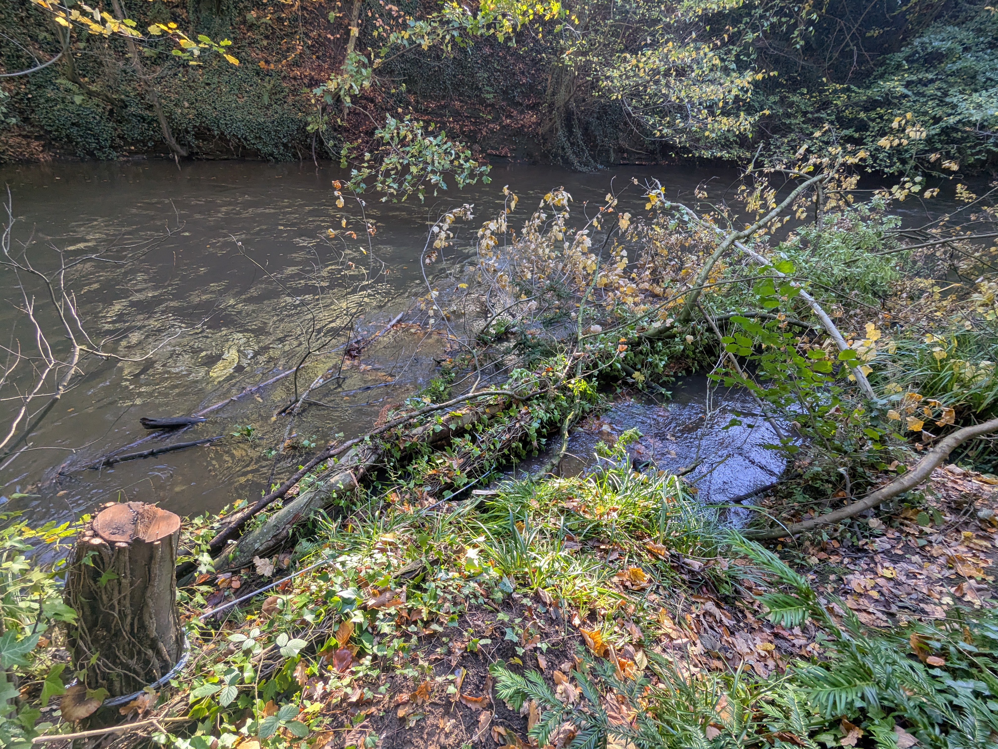 Large woody debris