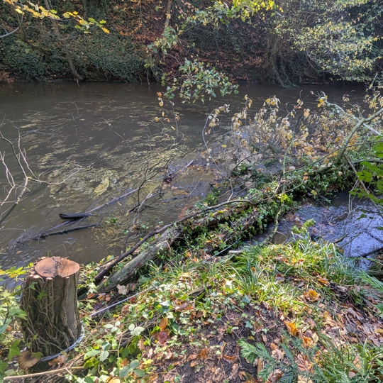 Large woody debris