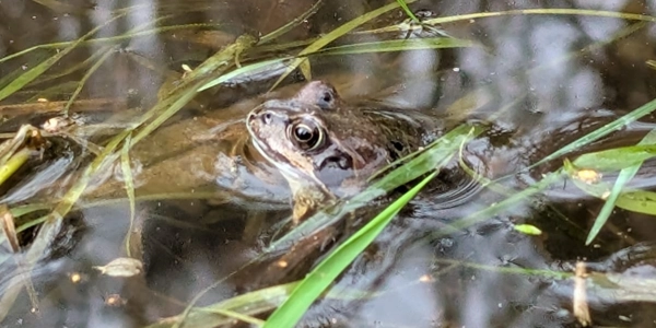 Frog in water