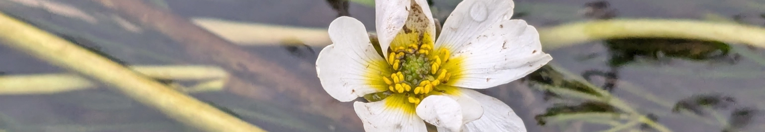 <p>Funding Details</p>