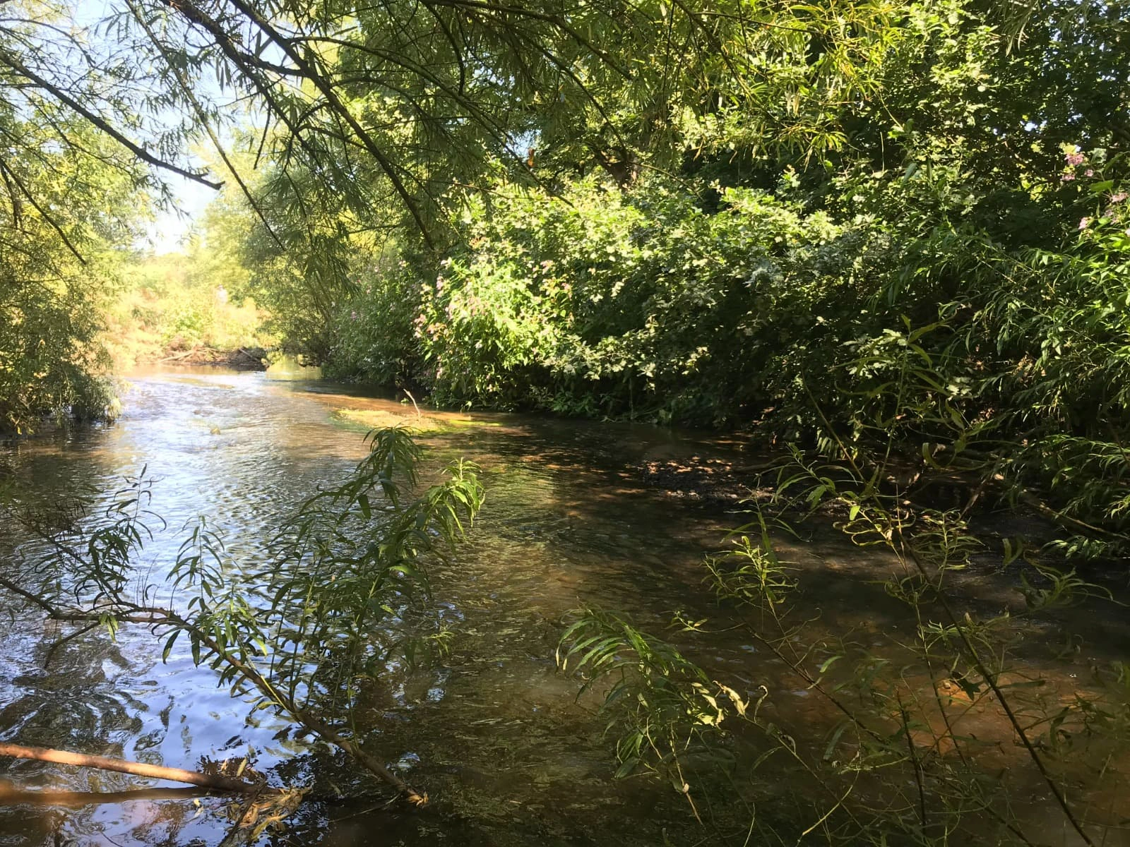 Carrs Park Wetland