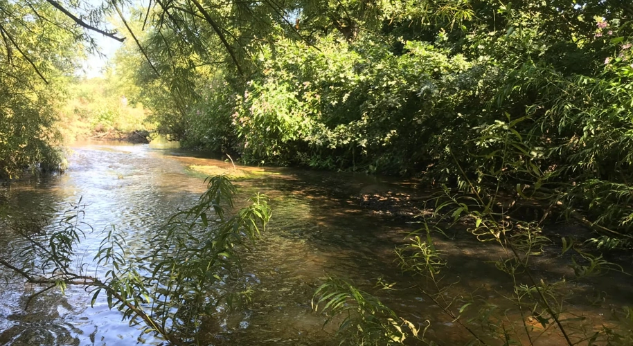 Carrs Park Wetland