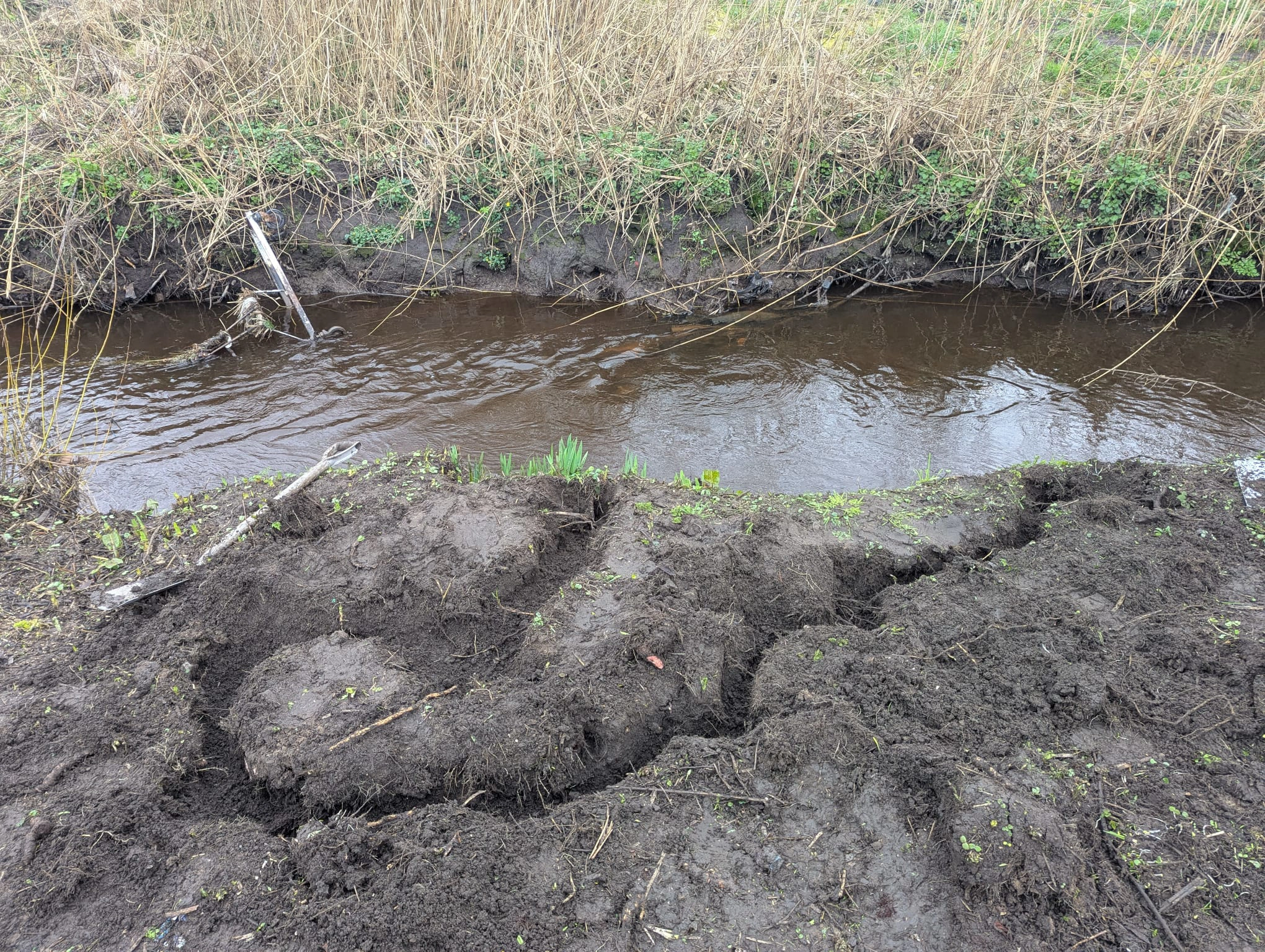 Water Vole burrow system