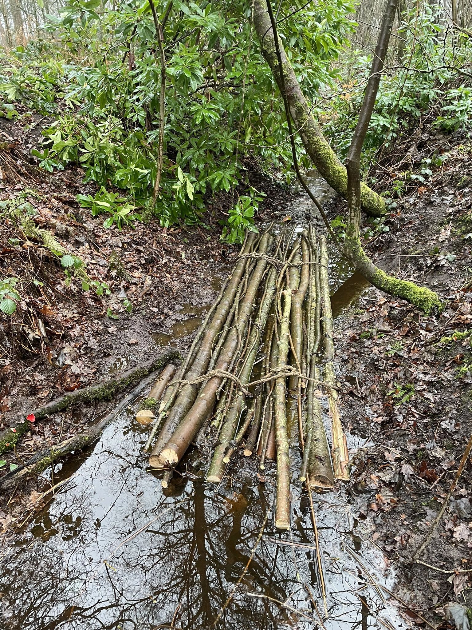 Acornfield Plantation gully stuffing